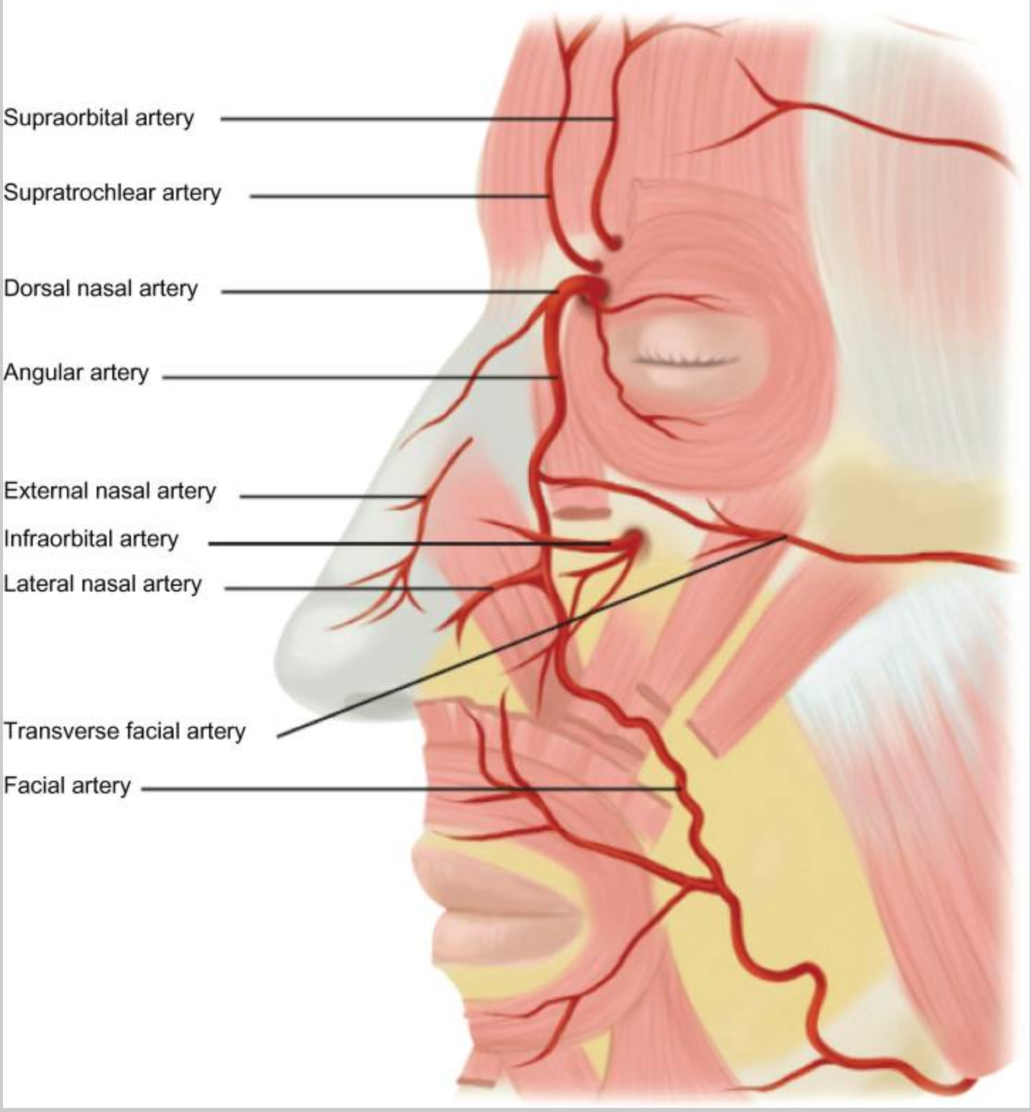 illustration showing facial arteries